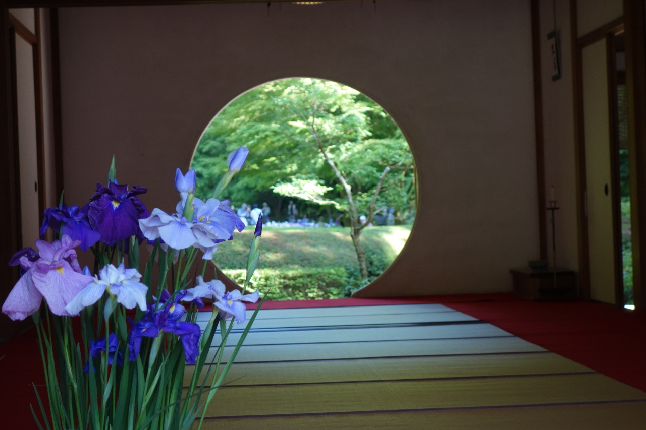 鎌倉 明月院の紫陽花と花菖蒲 鎌倉 神奈川県 の旅行記 ブログ By みささん フォートラベル