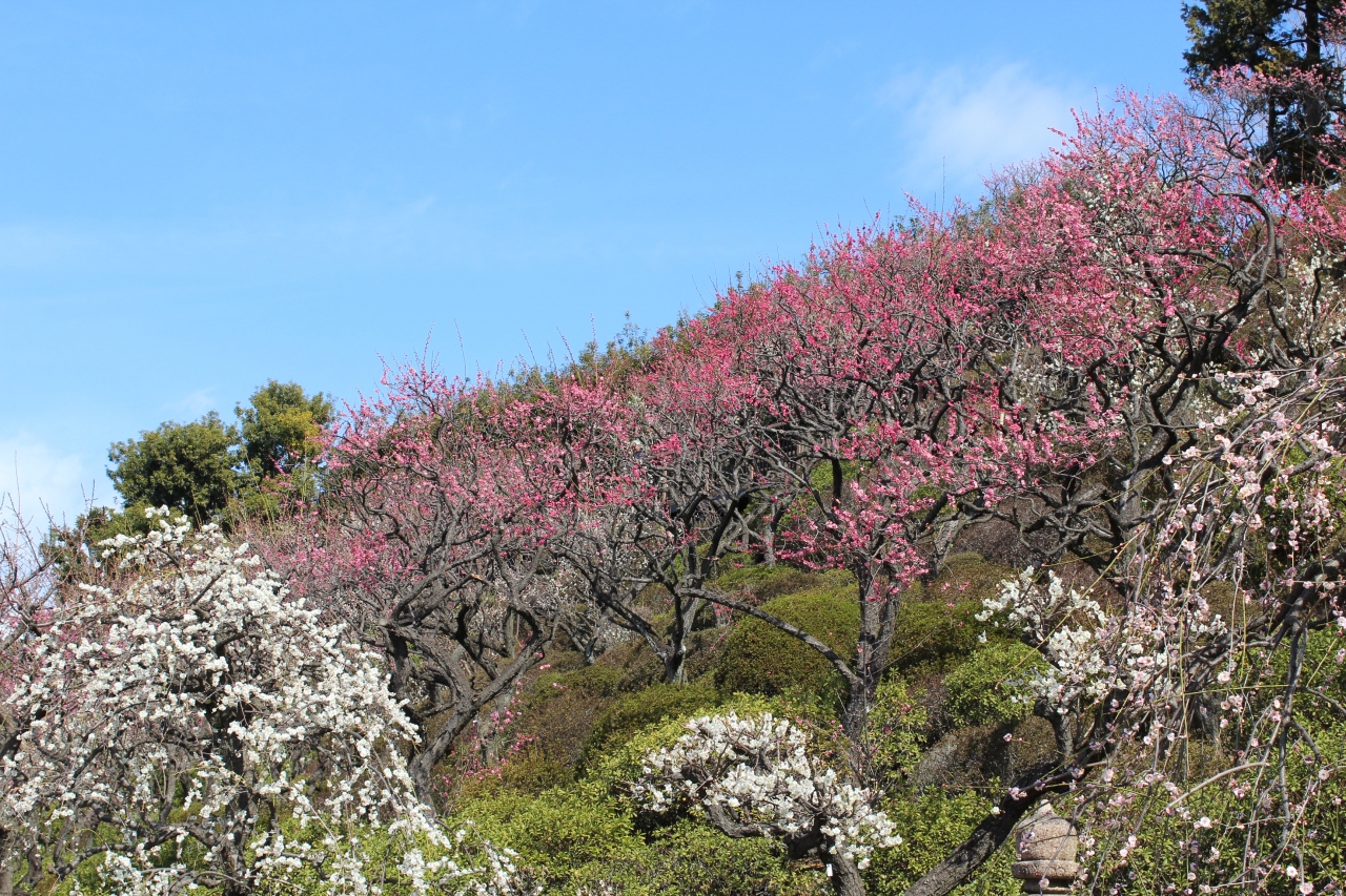 池上 梅園 見頃 池上 梅園 見頃