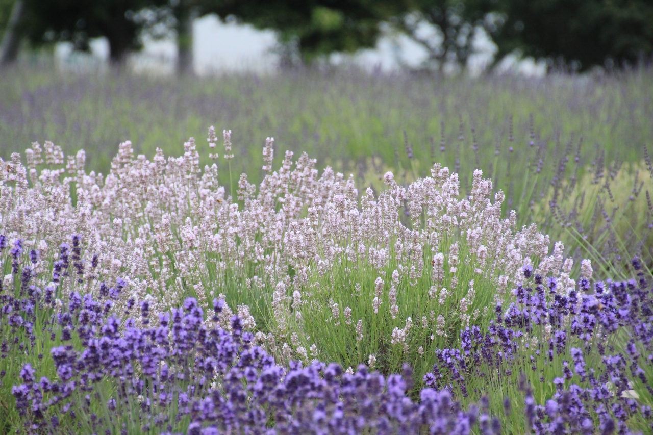 15年久喜ブルーフェスティバル直前 今年のラベンダー畑 菖蒲園はこんな感じ 幸手 久喜 栗橋 埼玉県 の旅行記 ブログ By ミッキーマーチさん フォートラベル