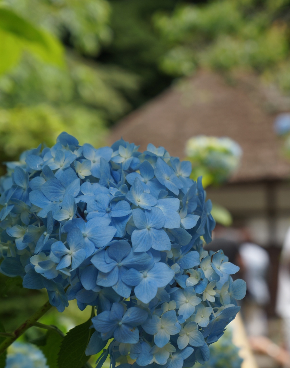 15 06 北鎌倉 鎌倉散歩 鎌倉 神奈川県 の旅行記 ブログ By Wind99さん フォートラベル