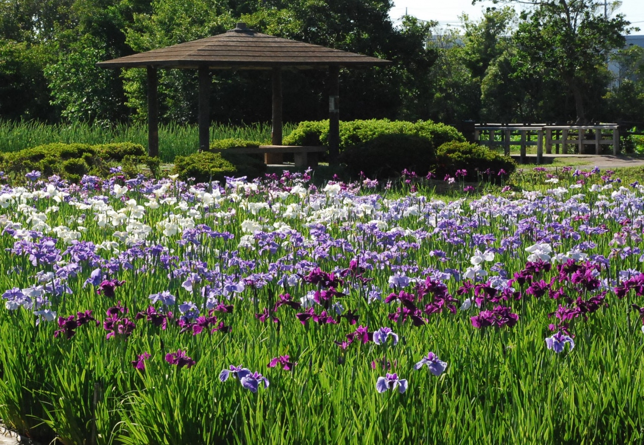 ひとり静かに花菖蒲を味わえる水元公園 東京 亀有 柴又 東京 の旅行記 ブログ By かっちんさん フォートラベル