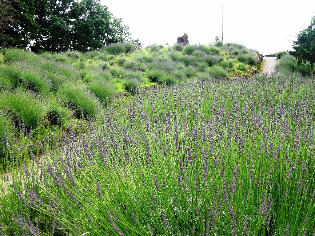 花紀行 久喜市菖蒲のしらさぎ公園のラベンダー山を訪ねて 幸手 久喜 栗橋 埼玉県 の旅行記 ブログ By いっちゃんさん フォートラベル 花紀行 久喜市菖蒲のしらさぎ公園のラベンダー山を訪ねて 幸手 久喜 栗橋 埼玉県 の旅行記 ブログ By いっちゃんさん フォートラベル