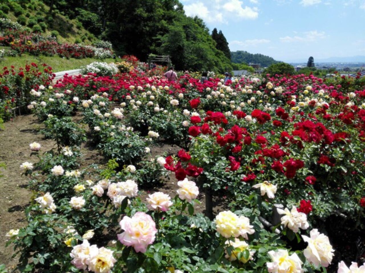 薔薇の香りに包まれた ひととき 東根 山形県 の旅行記 ブログ By Keronpa さん フォートラベル