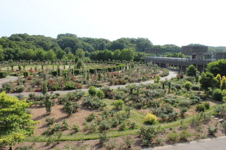 花フェスタ記念公園 世界一のバラ園見学 可児 岐阜県 の旅行記 ブログ By Sokichi Uranoさん フォートラベル