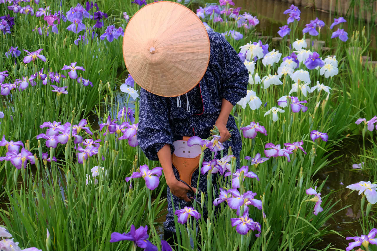 ２０１５ 花菖蒲 シリーズー３ 快晴 水元公園 花しょうぶ祭り 下 亀有 柴又 東京 の旅行記 ブログ By 義臣さん フォートラベル