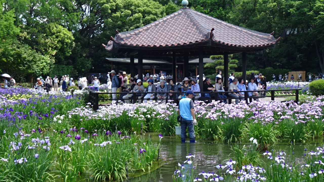 大阪城北公園 城北菖蒲園 上巻 鶴見 城東 大阪 の旅行記 ブログ By Hn11さん フォートラベル