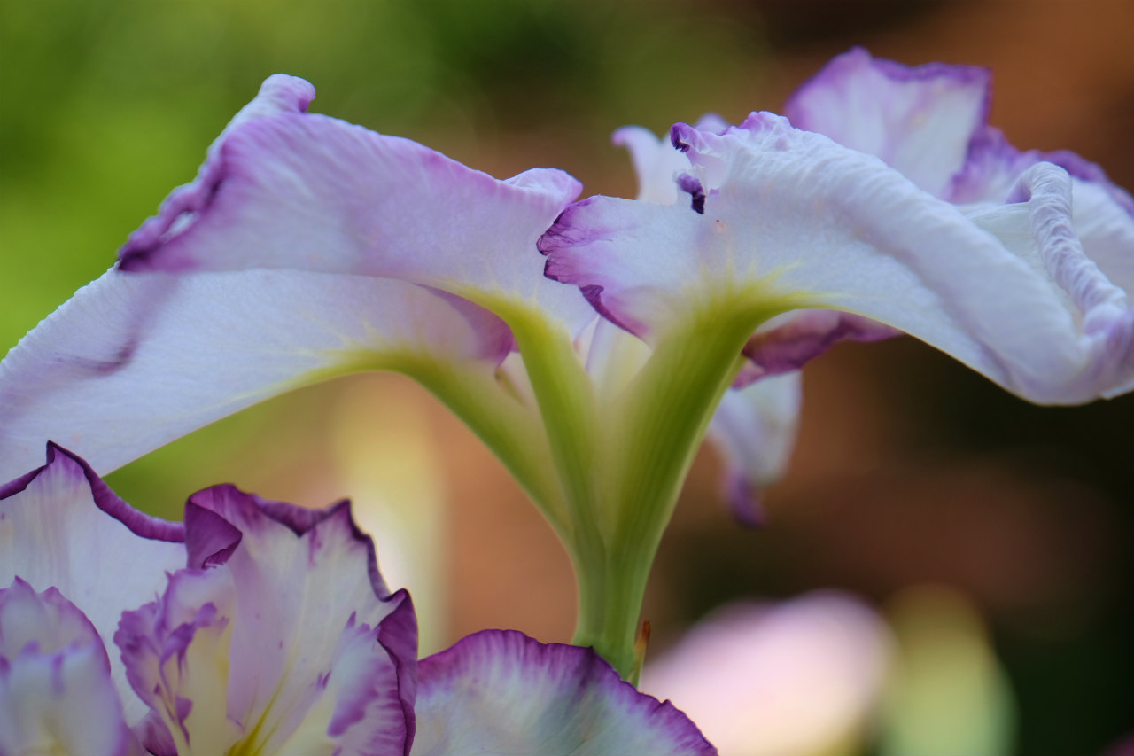 ２０１５ 花菖蒲シリーズ ４ 個人で造りあげた 素晴らしい 染谷花しょうぶ園 下 大宮 埼玉県 の旅行記 ブログ By 義臣さん フォートラベル