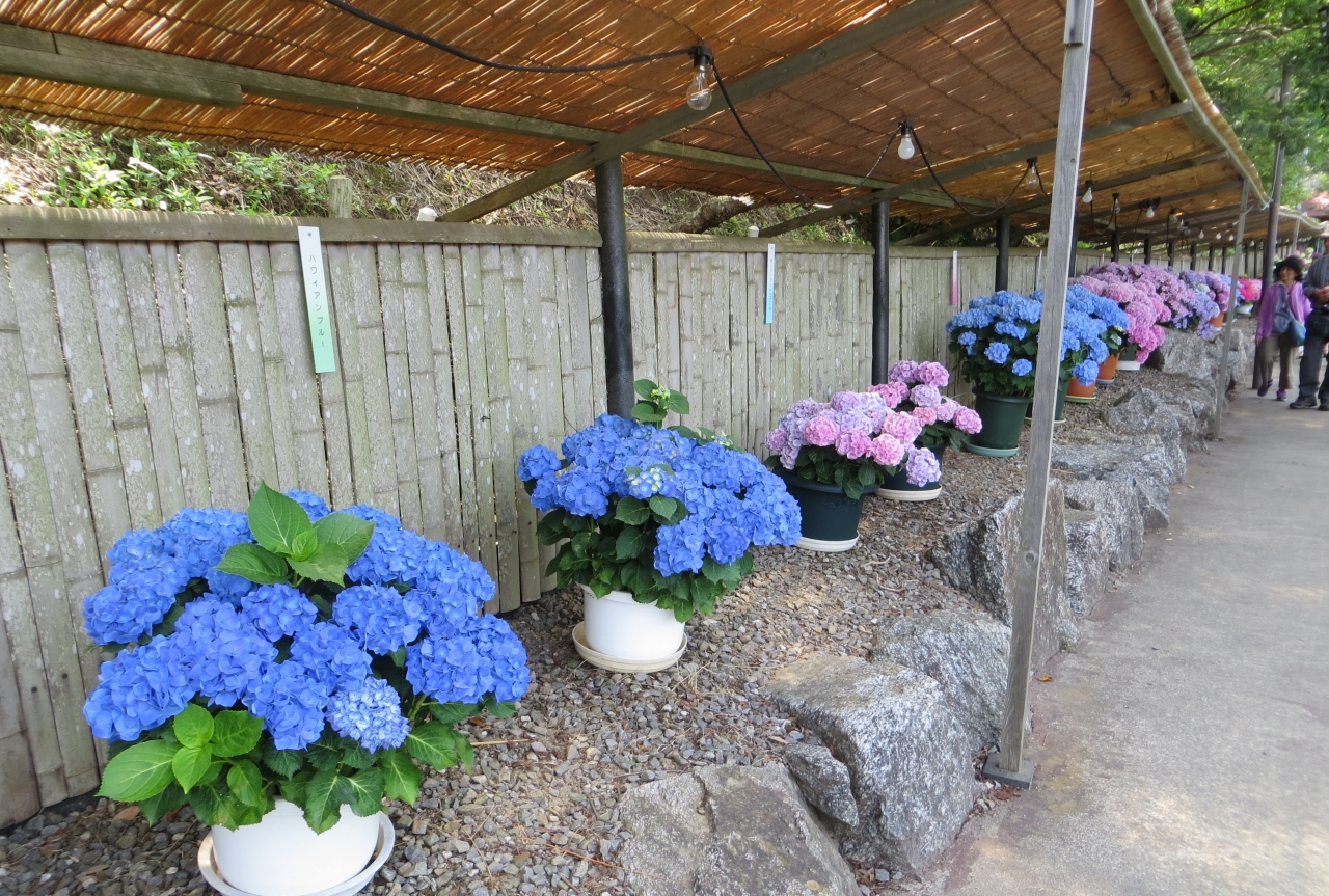 15梅雨 尾張 三河の紫陽花巡り 形原温泉 7 9 アジサイの里 日本のアジサイ展 西浦 幡豆 愛知県 の旅行記 ブログ By 旅人のくまさんさん フォートラベル