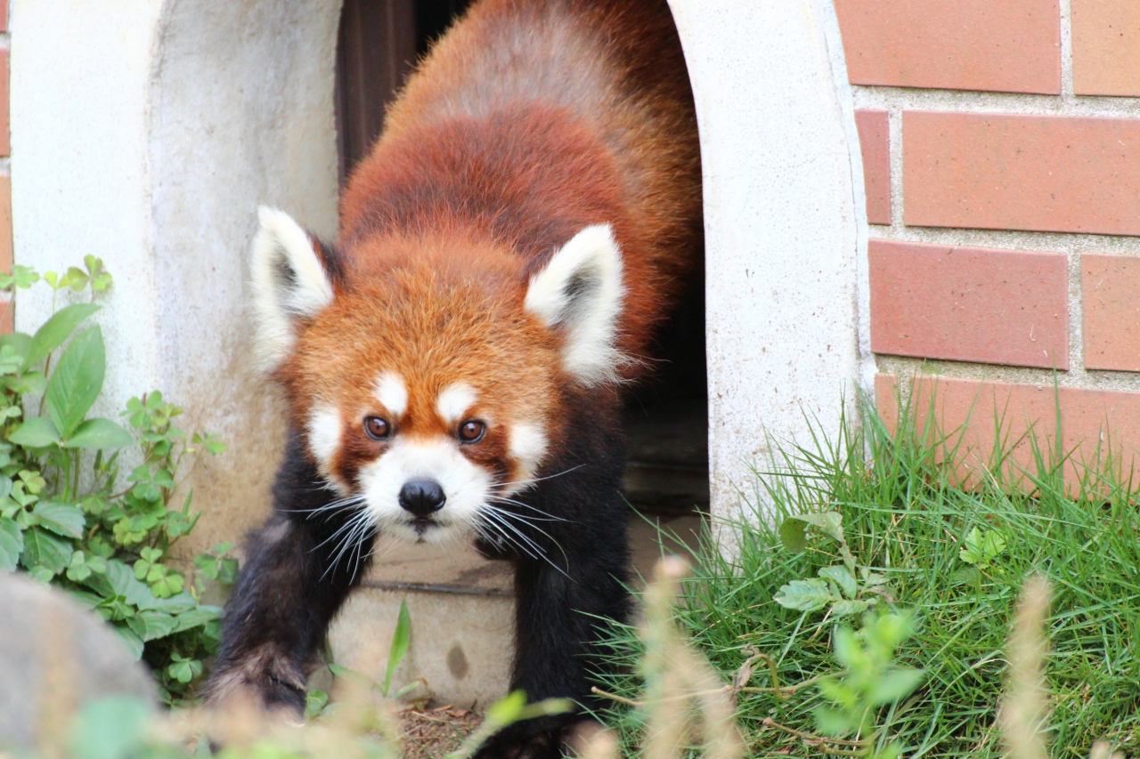 ホワイトタイガーの四つ子の赤ちゃん に会いたくて東武動物公園へ ２ レッサーパンダのライライくん ココロちゃん チヒロちゃん 羽根を広げたクジャクたち リスザルの赤ちゃんほか 蓮田 白岡 埼玉県 の旅行記 ブログ By まみさん フォートラベル