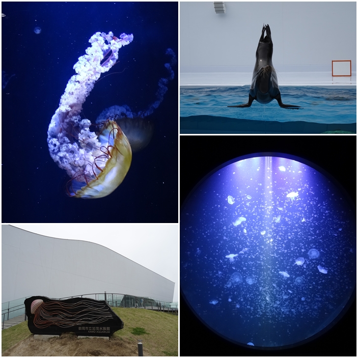 新緑シーズンに行く南東北3泊4日旅 6 クラゲに癒される加茂水族館 村上で鮭親子丼を食べて帰路 鶴岡 山形県 の旅行記 ブログ By ゆっこさん フォートラベル 新緑シーズンに行く南東北3泊4日旅 6 クラゲに癒される加茂水族館 村上で鮭親子丼を食べて帰路 鶴岡 山形県 の旅行記 ブログ By ゆっこさん フォートラベル