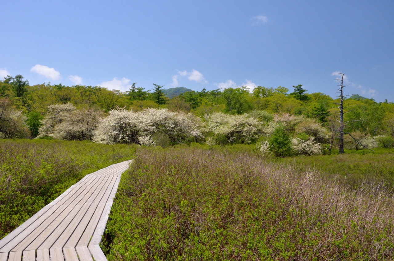 ズミの花が満開 初夏の戦場ヶ原 日光 栃木県 の旅行記 ブログ By 玄白さん フォートラベル