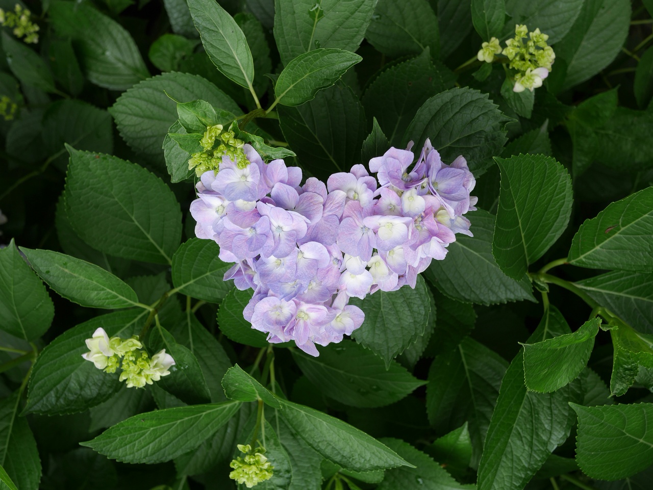 お花だいすき あじさいさんぽ 大阪万博公園 吹田 万博公園 大阪 の旅行記 ブログ By ひよこぶたさん フォートラベル