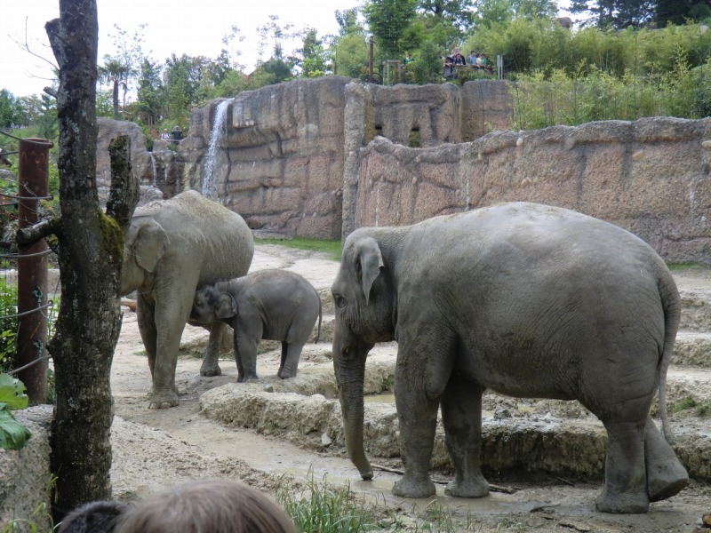 チューリッヒ動物園に行ってきました 後編 スイス情報 Com チューリッヒ スイス の旅行記 ブログ By Swissjoho Comさん フォートラベル