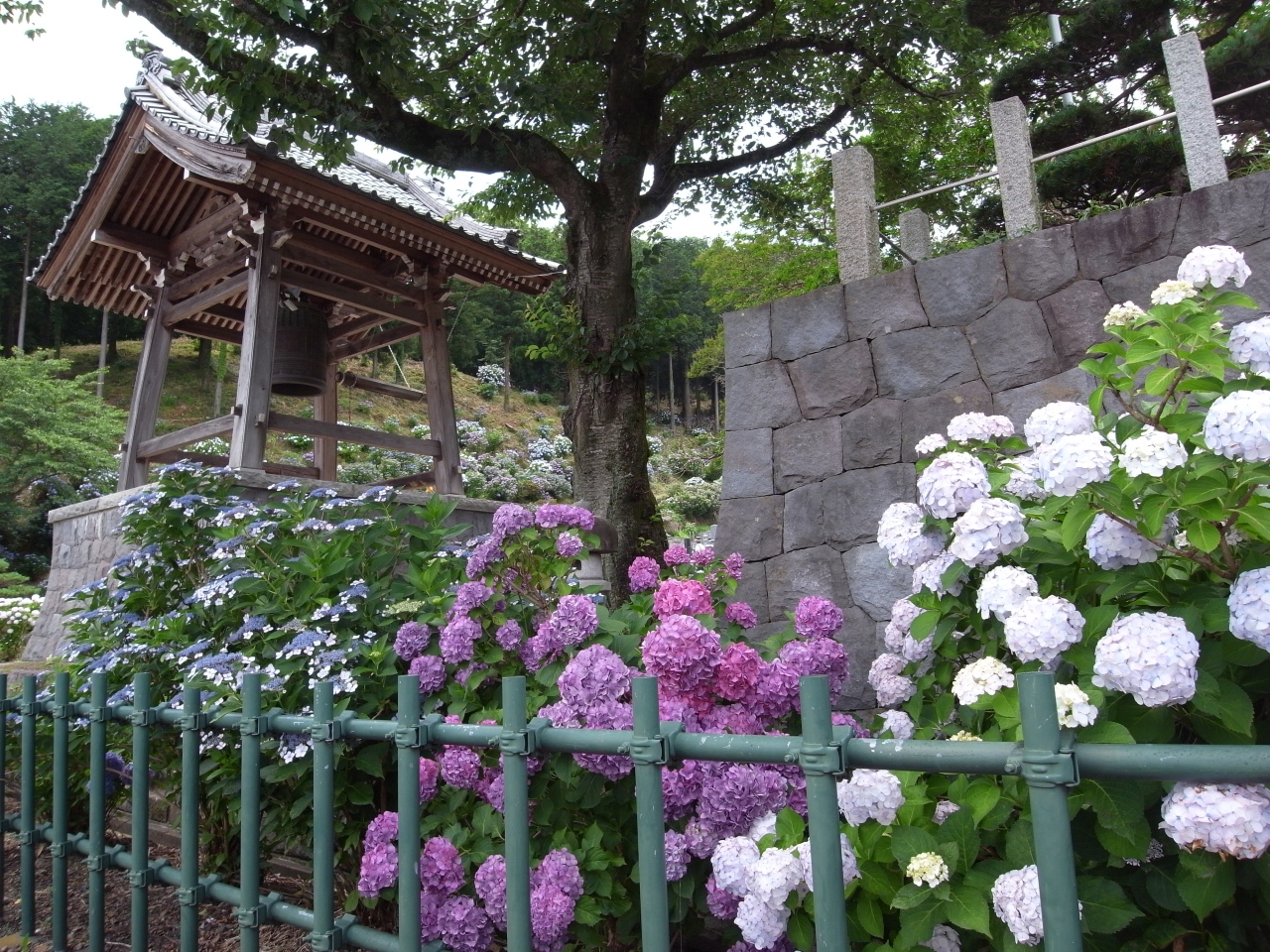 足利で紫陽花めぐり あしかがフラワーパーク 織姫神社 吉祥寺 足利 栃木県 の旅行記 ブログ By すあまさん フォートラベル