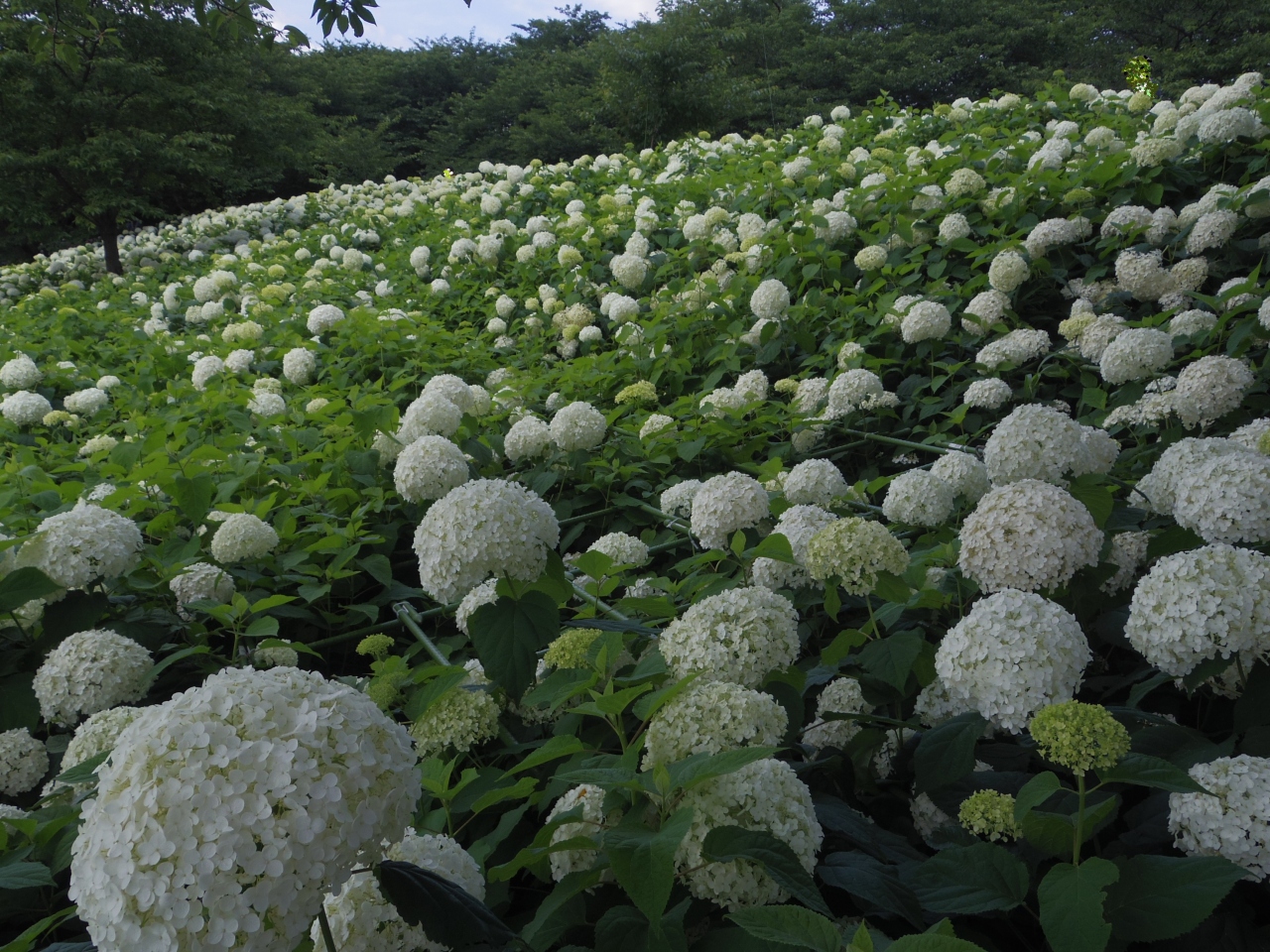 幸手 さって あじさいまつり 県営権現堂公園 幸手 久喜 栗橋 埼玉県 の旅行記 ブログ By 夏への扉さん フォートラベル 幸手 さって あじさいまつり 県営権現堂公園 幸手 久喜 栗橋 埼玉県 の旅行記 ブログ By 夏への扉さん フォートラベル