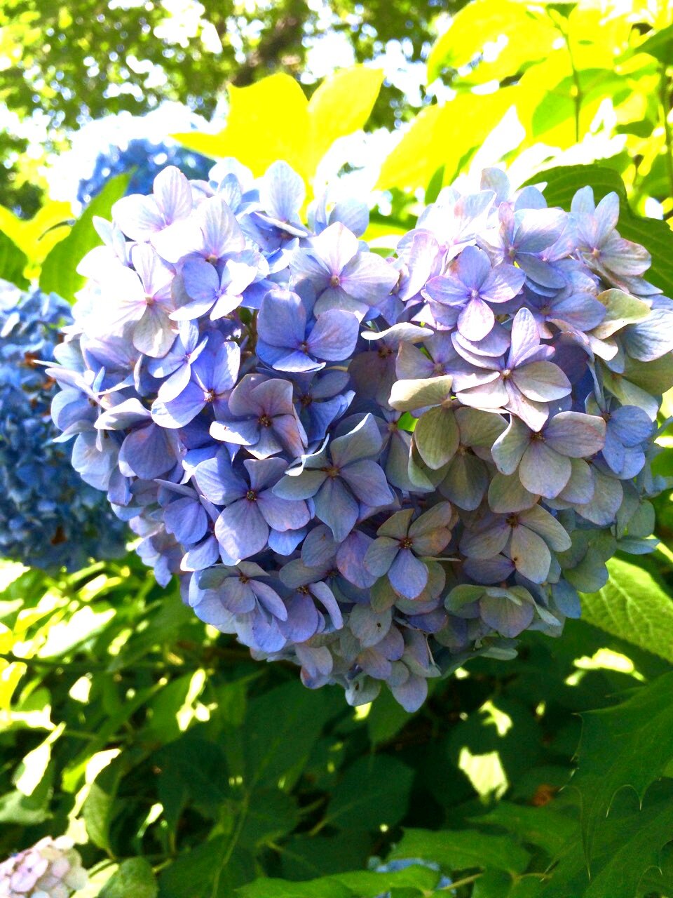 ハート型の紫陽花 飛鳥山公園の紫陽花と文化歴史を巡る 駅からハイキング 王子 十条 東京 の旅行記 ブログ By オカンカンさん フォートラベル