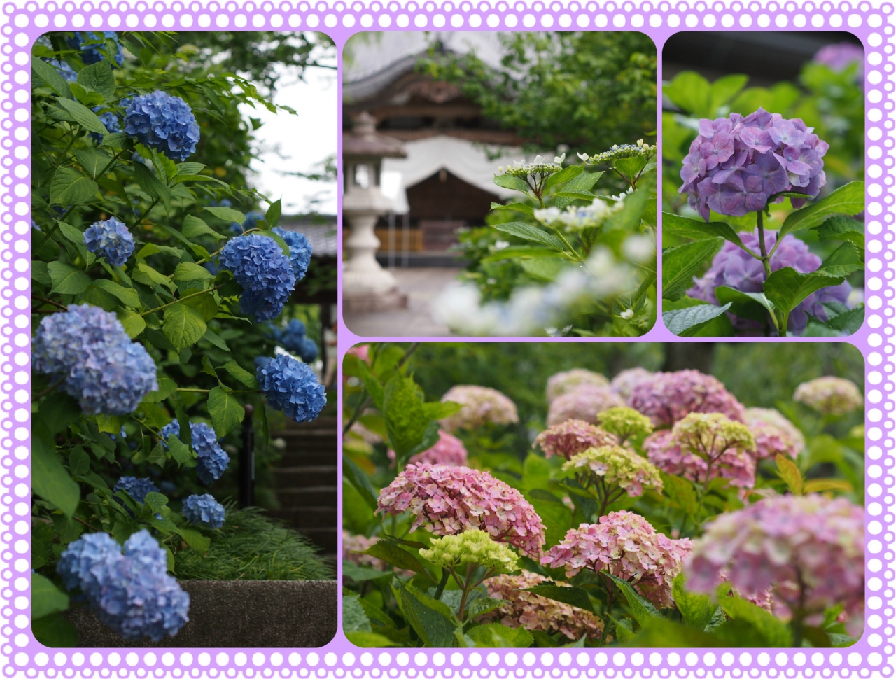 今年も早め 紫陽花は ぼちぼち咲いていました あじさい寺 資福寺 仙台 宮城県 の旅行記 ブログ By こあひるさん フォートラベル