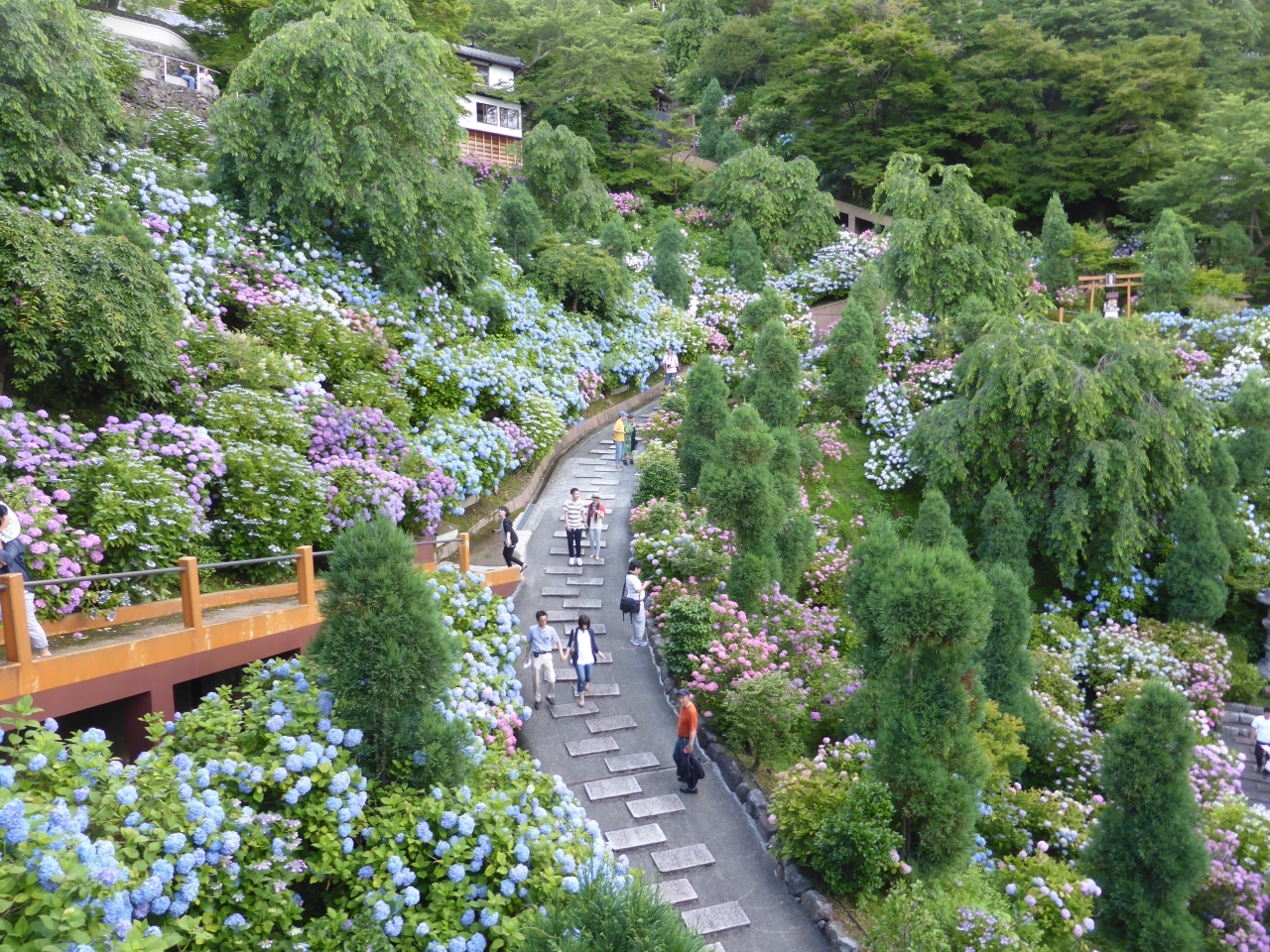善峯寺であじさいを楽しむ 長岡京 向日 京都 の旅行記 ブログ By ドクター白鳥さん フォートラベル 善峯寺であじさいを楽しむ 長岡京 向日 京都 の旅行記 ブログ By ドクター白鳥さん フォートラベル