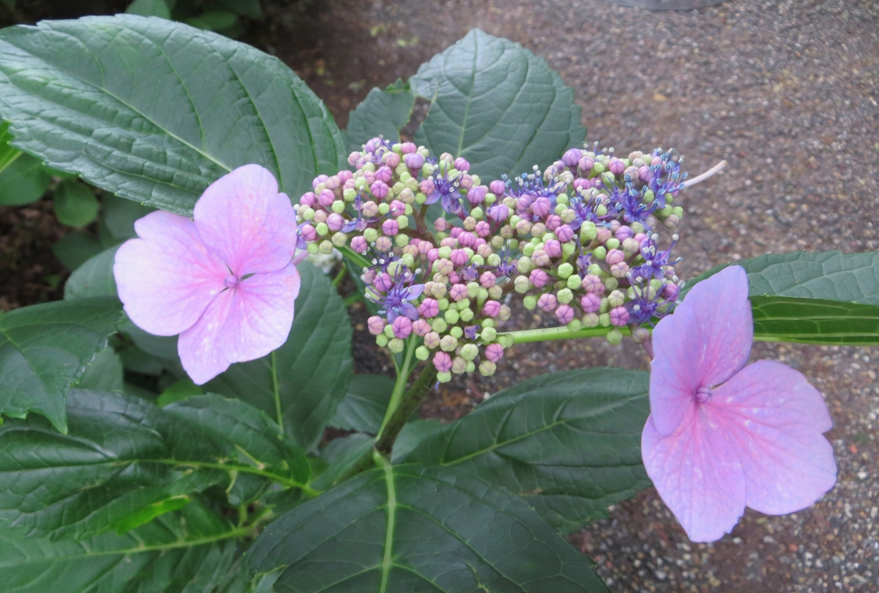 15梅雨 尾張 三河の紫陽花巡り 鶴舞公園 4 6 あじさいの散歩道 墨田の花火 花菖蒲園 鶴舞 堀田 愛知県 の旅行記 ブログ By 旅人のくまさんさん フォートラベル