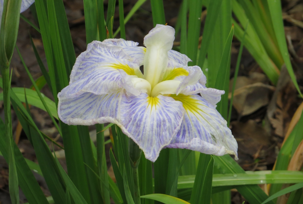 15梅雨 尾張 三河の紫陽花巡り 鶴舞公園 6 6 花菖蒲 日本海 紬娘 桂木石 真珠の海 新浜扇 大淀 鶴舞 堀田 愛知県 の旅行記 ブログ By 旅人のくまさんさん フォートラベル