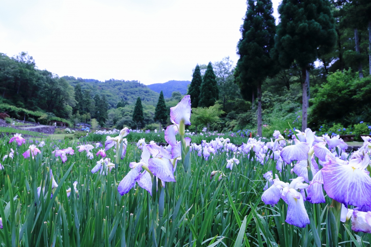 播州山崎花菖蒲園から玉水ゆり園へ 宍粟 兵庫県 の旅行記 ブログ By モリモリさん フォートラベル