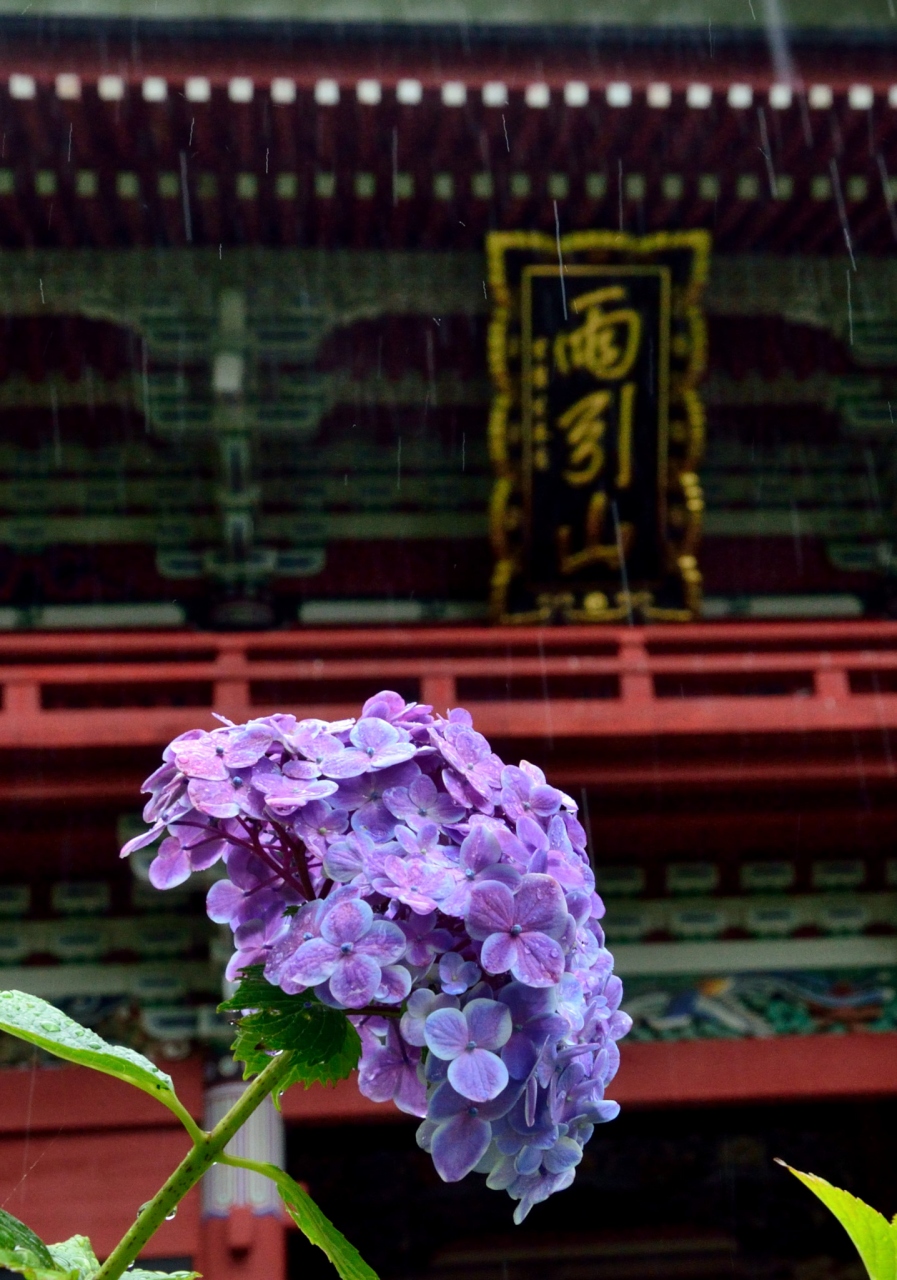 雨に濡れた紫陽花と孔雀たち 雨引観音 桜川 茨城県 の旅行記 ブログ By 玄白さん フォートラベル 雨に濡れた紫陽花と孔雀たち 雨引観音 桜川 茨城県 の旅行記 ブログ By 玄白さん フォートラベル