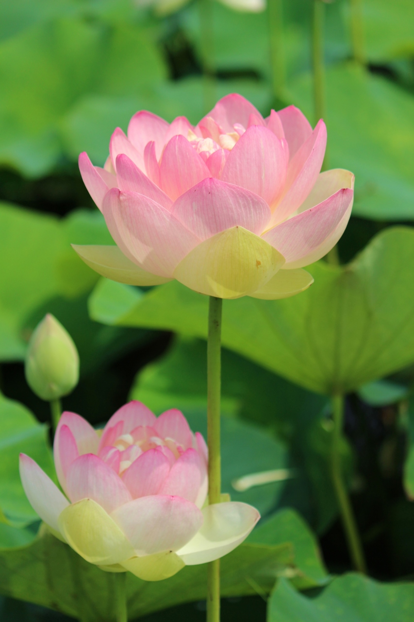 名鉄竹村駅 田んぼの一角がハスの花で埋まる 豊田 愛知県 の旅行記 ブログ By みちるさん フォートラベル