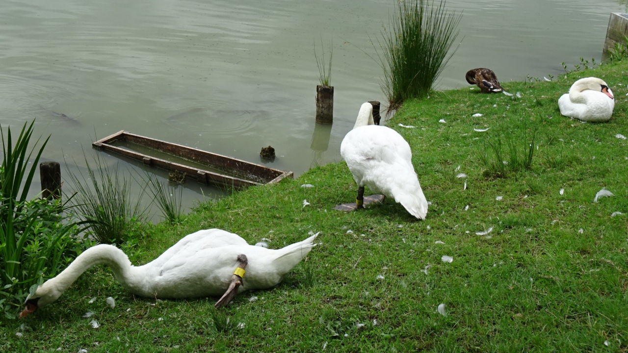 白鳥の親子を探しに昆陽池へ 一周して探しましたが 子供の白鳥は見当たりませんでした 伊丹 兵庫県 の旅行記 ブログ By Hn11さん フォートラベル