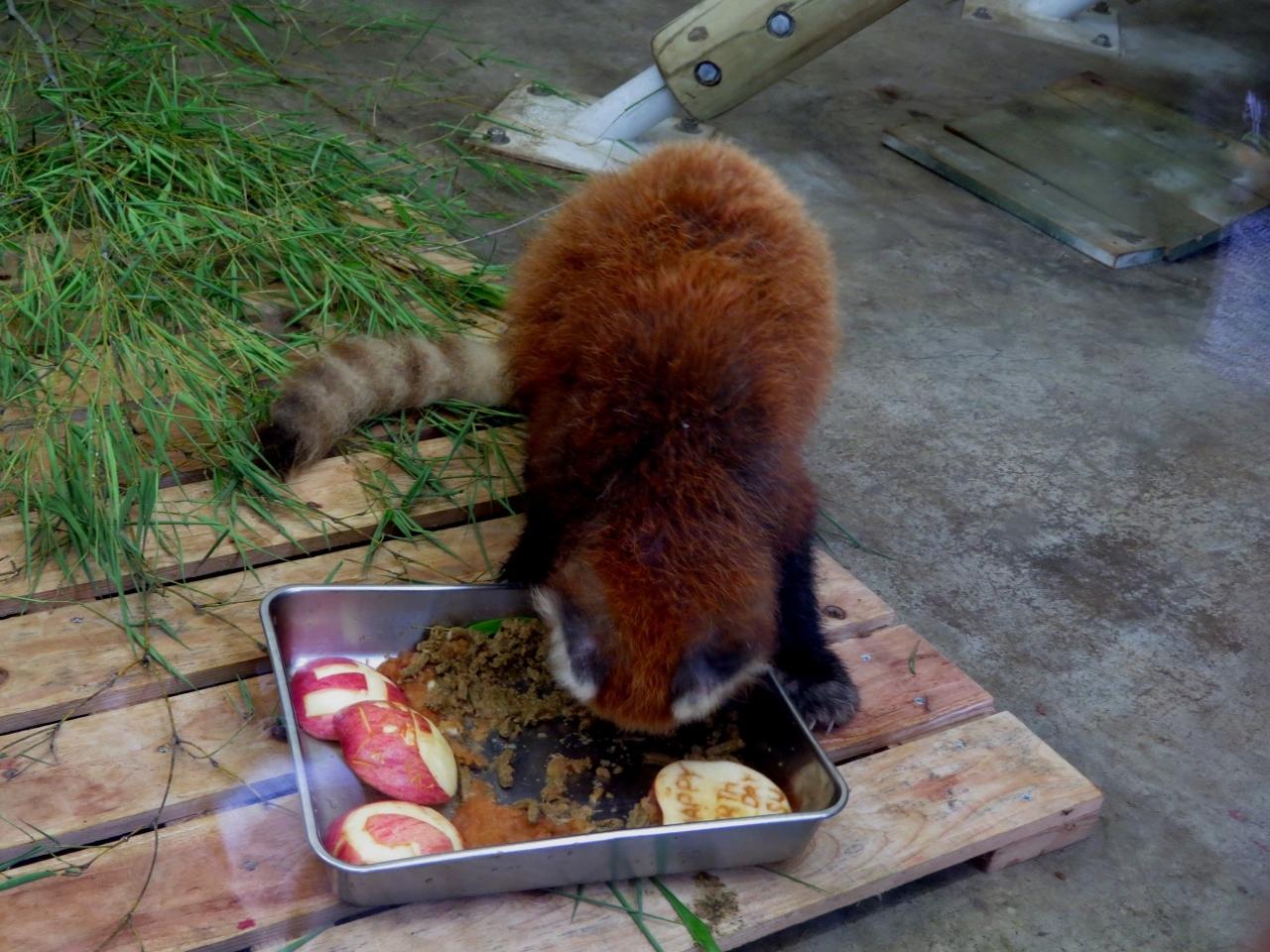 初夏のレッサーパンダ紀行 8 到津の森公園 おめでとう 24歳 世界最ご長寿の楠じいちゃんのお誕生会 そして 風花ちゃん お久しぶり 小倉 北九州市中心部 福岡県 の旅行記 ブログ By Jilllucaさん フォートラベル 初夏のレッサーパンダ紀行 8 到津の森公園 おめでとう 24歳 世界最ご長寿の楠じいちゃんのお誕生会 そして 風花ちゃん お久しぶり 小倉 北九州市中心部 福岡県 の旅行記 ブログ By Jilllucaさん フォートラベル