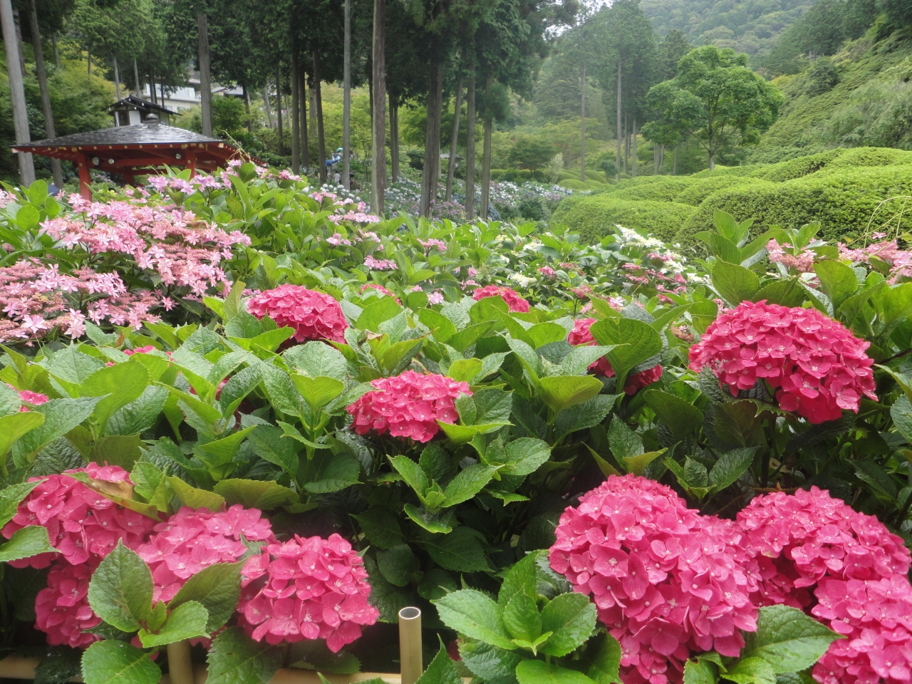 三室戸寺へ行ってきました 紫陽花 蓮鑑賞 宇治 京都 の旅行記 ブログ By みゅっきさん フォートラベル