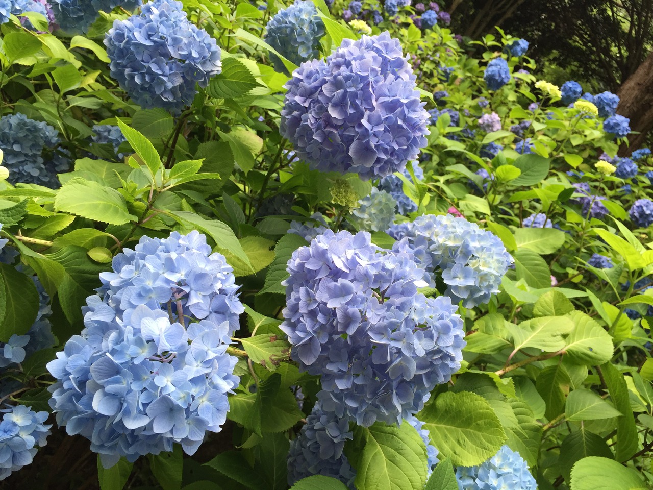 紫陽花紀行 六甲山 摩耶山周辺 兵庫県 の旅行記 ブログ By ヒマリさん フォートラベル 紫陽花紀行 六甲山 摩耶山周辺 兵庫県 の旅行記 ブログ By ヒマリさん フォートラベル