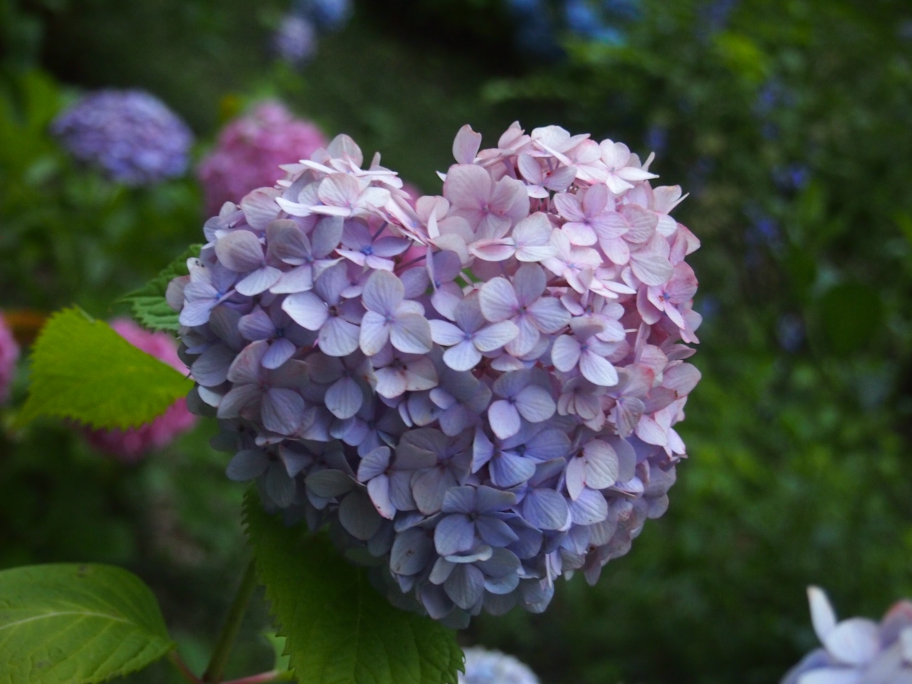 紫陽花の時期の栃木市へ 太平山あじさい坂 栃木 壬生 都賀 栃木県 の旅行記 ブログ By かおニャンさん フォートラベル