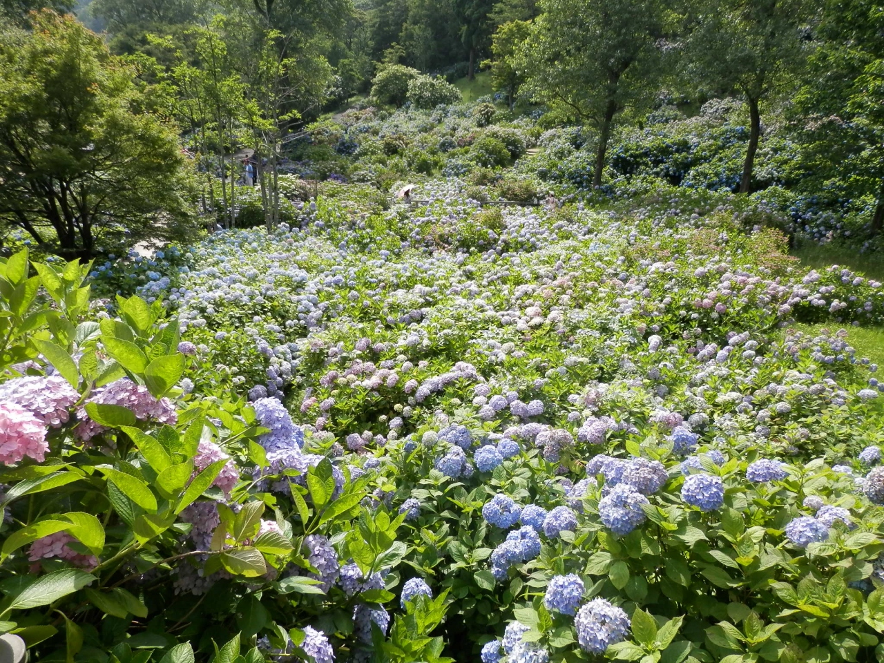 舞鶴のアジサイ園はスゴイ 舞鶴 京都 の旅行記 ブログ By Tabinakanotaekoさん フォートラベル