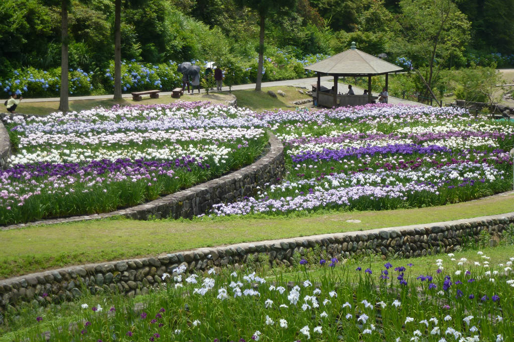 花菖蒲を愛でる 播州山崎花菖蒲園 宍粟 兵庫県 の旅行記 ブログ By 花好京人さん フォートラベル 花菖蒲を愛でる 播州山崎花菖蒲園 宍粟 兵庫県 の旅行記 ブログ By 花好京人さん フォートラベル