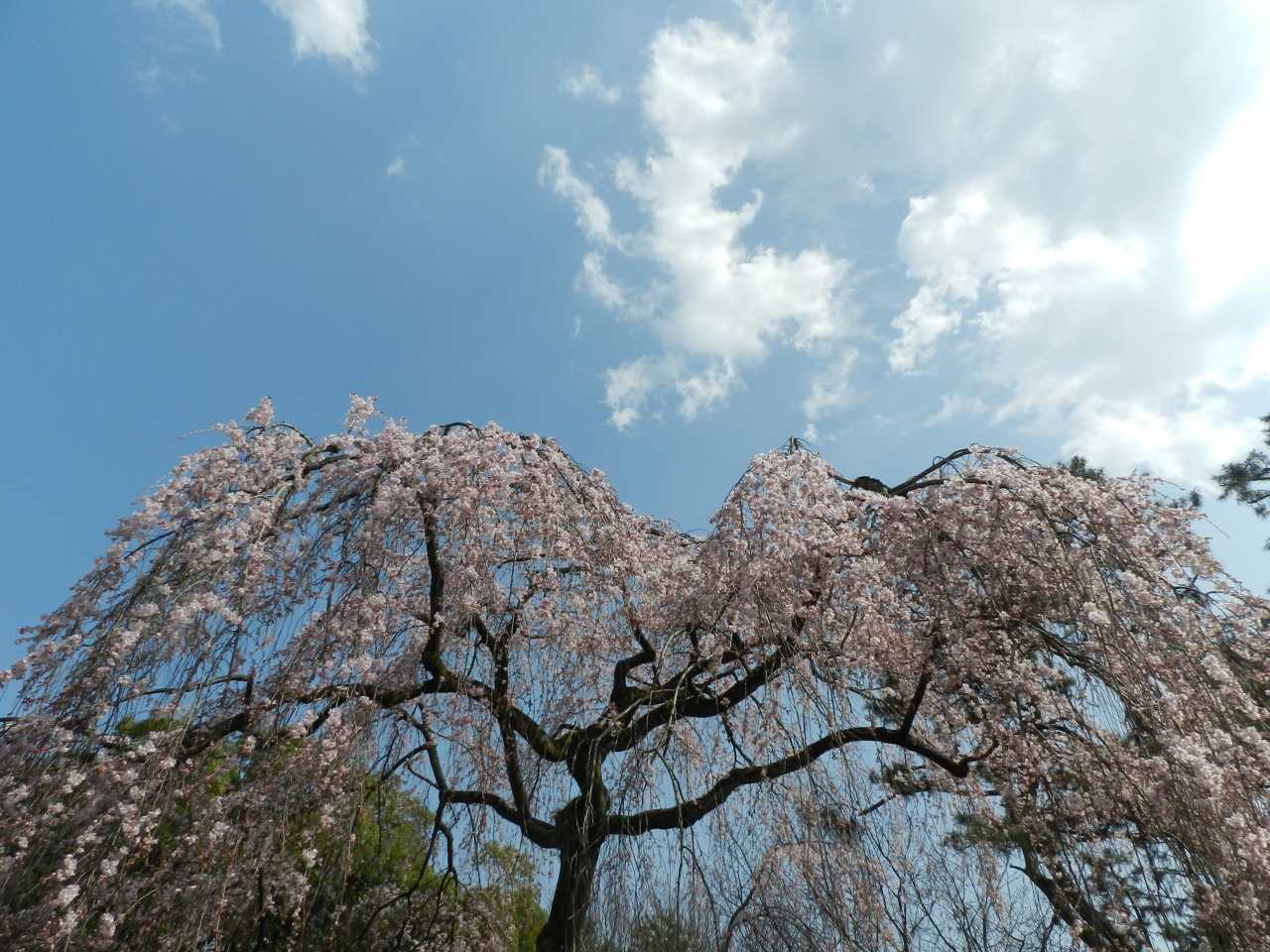 15早咲き桜だより Brochette ブロシェット でランチ 京都御苑 出水の枝垂れ桜 今出川 北大路 北野 京都 の旅行記 ブログ By Joecoolさん フォートラベル