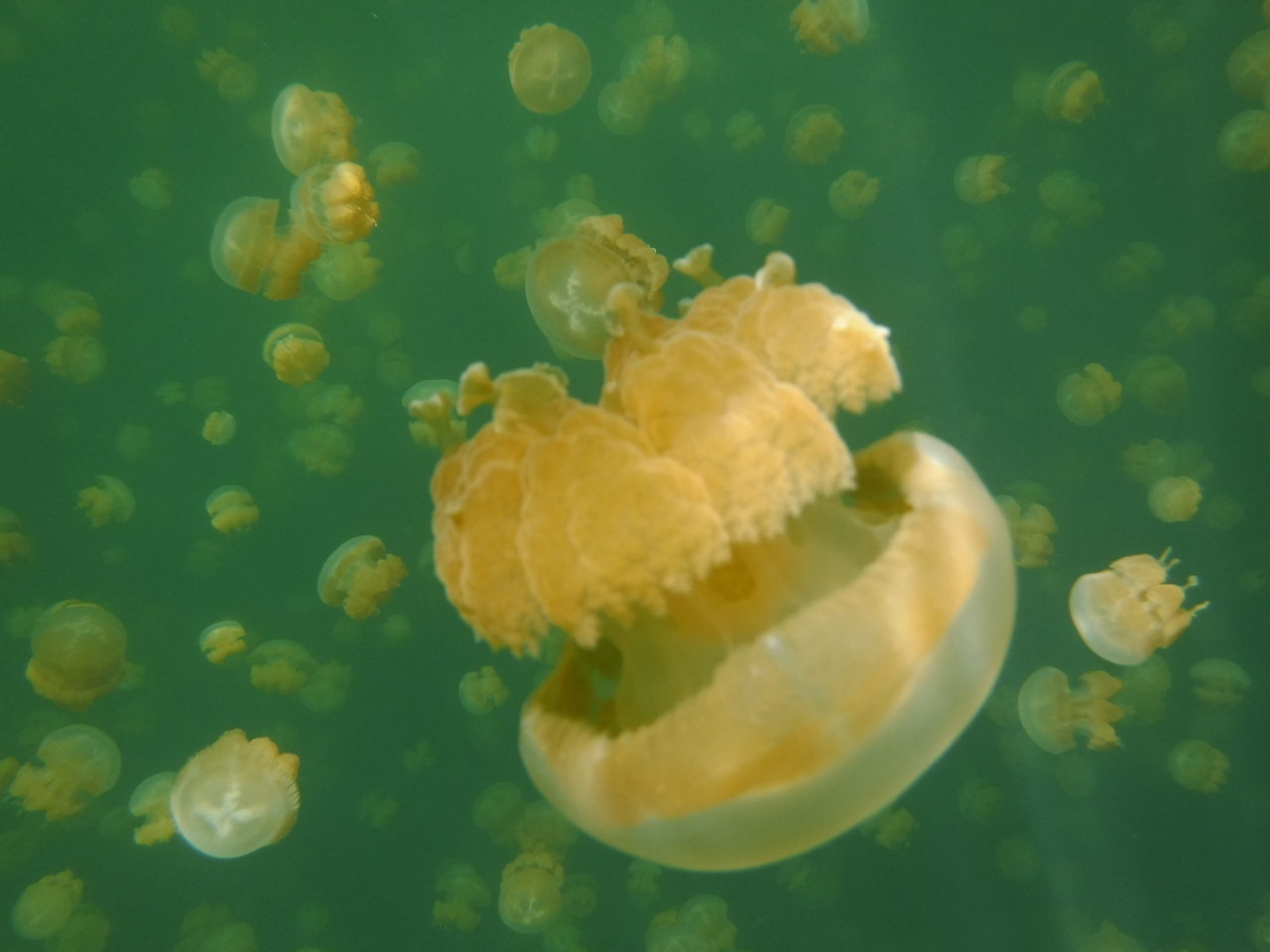 行ってよかった 感動すぎなpalau クラゲちゃん編 1 2日目 パラオ パラオ の旅行記 ブログ By おりにゃんさん フォートラベル 行ってよかった 感動すぎなpalau クラゲちゃん編 1 2日目 パラオ パラオ の旅行記 ブログ By おりにゃんさん フォートラベル