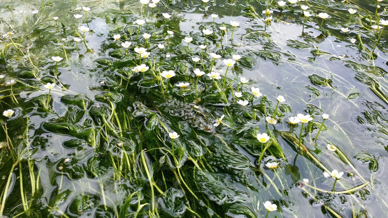 滋賀県 醒ヶ井 梅花藻を見に 米原 滋賀県 の旅行記 ブログ By Myonさん フォートラベル