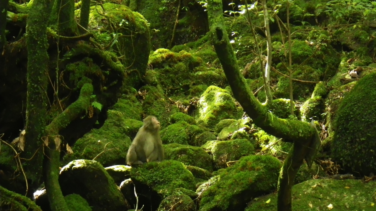 ただいま 屋久島 弾丸2泊3日ひとり旅 屋久島 鹿児島県 の旅行記 ブログ By Natsu さん フォートラベル
