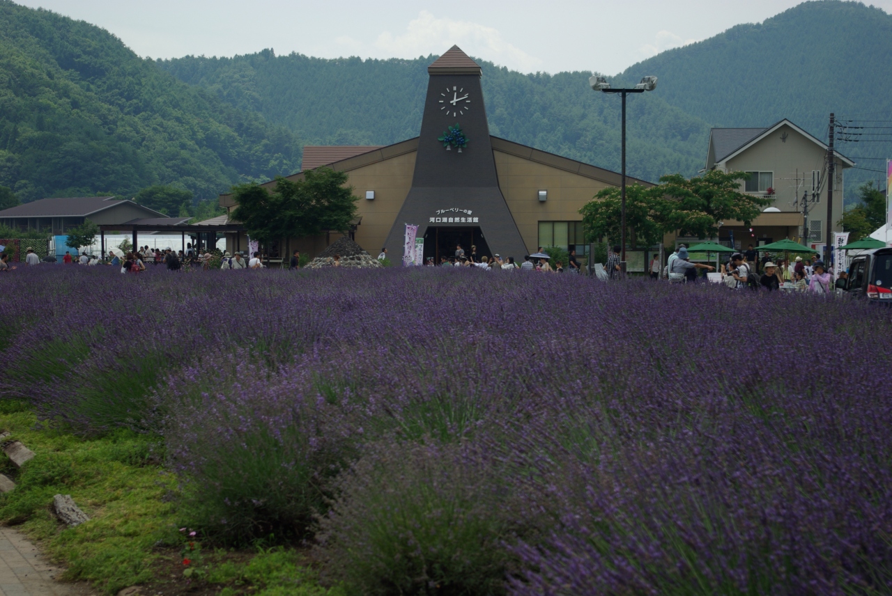 ラベンダー香る 河口湖ハーブフェスティバル２０１５ 富士五湖 山梨県 の旅行記 ブログ By ミズ旅撮る人さん フォートラベル