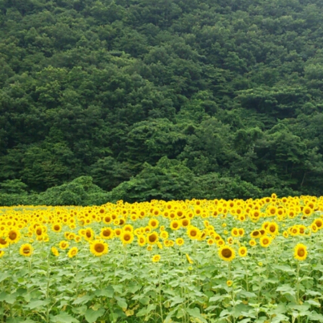 夏 満開のひまわり畑へ 佐用町 兵庫 上郡 佐用 兵庫県 の旅行記 ブログ By もち うさぎさん フォートラベル