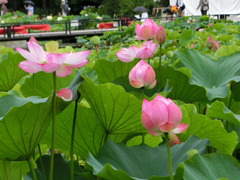 大阪万博記念公園 周辺 ホロホロ散歩 春 夏に咲く花 15 吹田 万博公園 大阪 の旅行記 ブログ By Hy 2217さん フォートラベル