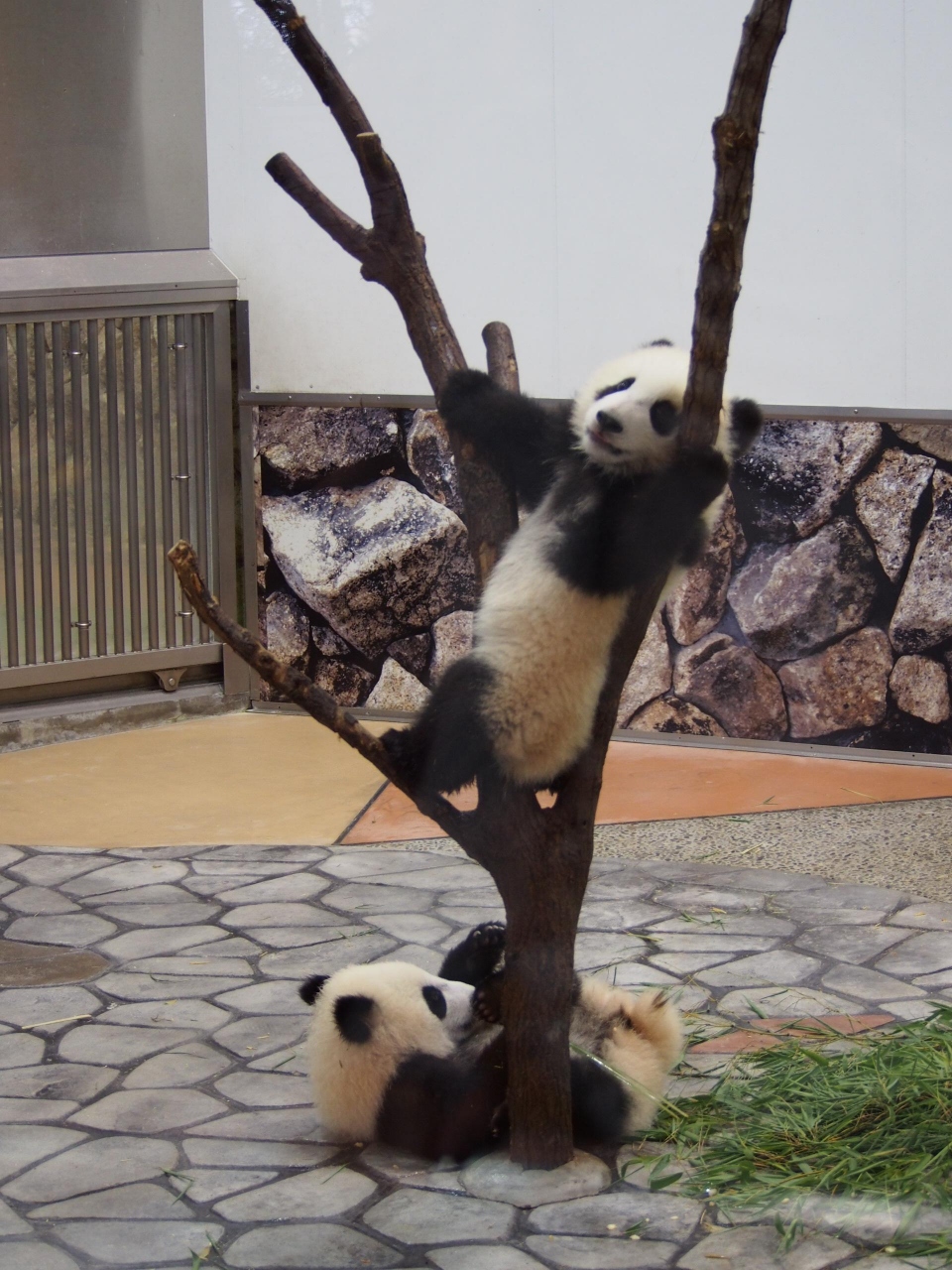双子の赤ちゃんパンダを見にアドベンチャーワールド 動物好きには たまりませんわ 南紀白浜 和歌山県 の旅行記 ブログ By Maggiさん フォートラベル 双子の赤ちゃんパンダを見にアドベンチャーワールド 動物好きには たまりませんわ 南紀白浜 和歌山県 の旅行記 ブログ By Maggiさん フォートラベル