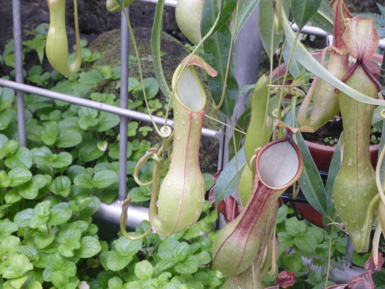 や 館 咲く この 花