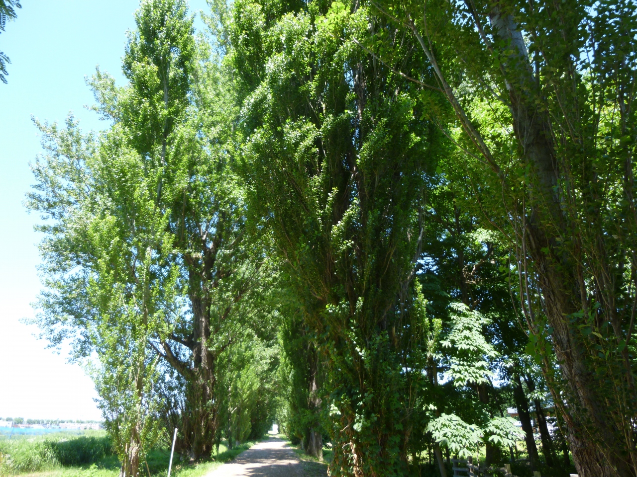一人のんびり北海道 Jrタワーホテル日航札幌 札幌 北海道 の旅行記 ブログ By らるたんさん フォートラベル