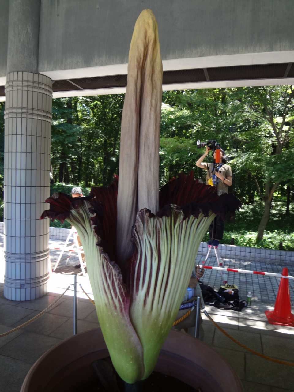 神代植物公園でショクダイオオコンニャクの花を見てきました 調布 狛江 東京 の旅行記 ブログ By しんじょうさん フォートラベル