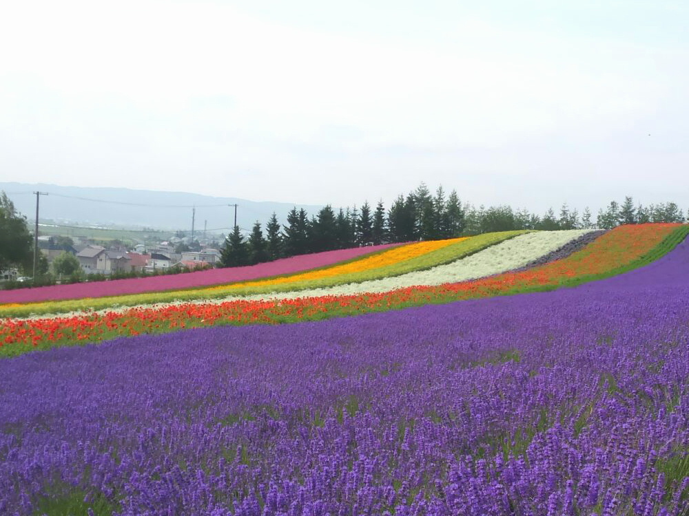 富良野 ファーム富田と風のガーデンの花たち 富良野 北海道 の旅行記 ブログ By くうさん フォートラベル 富良野 ファーム富田と風のガーデンの花たち 富良野 北海道 の旅行記 ブログ By くうさん フォートラベル