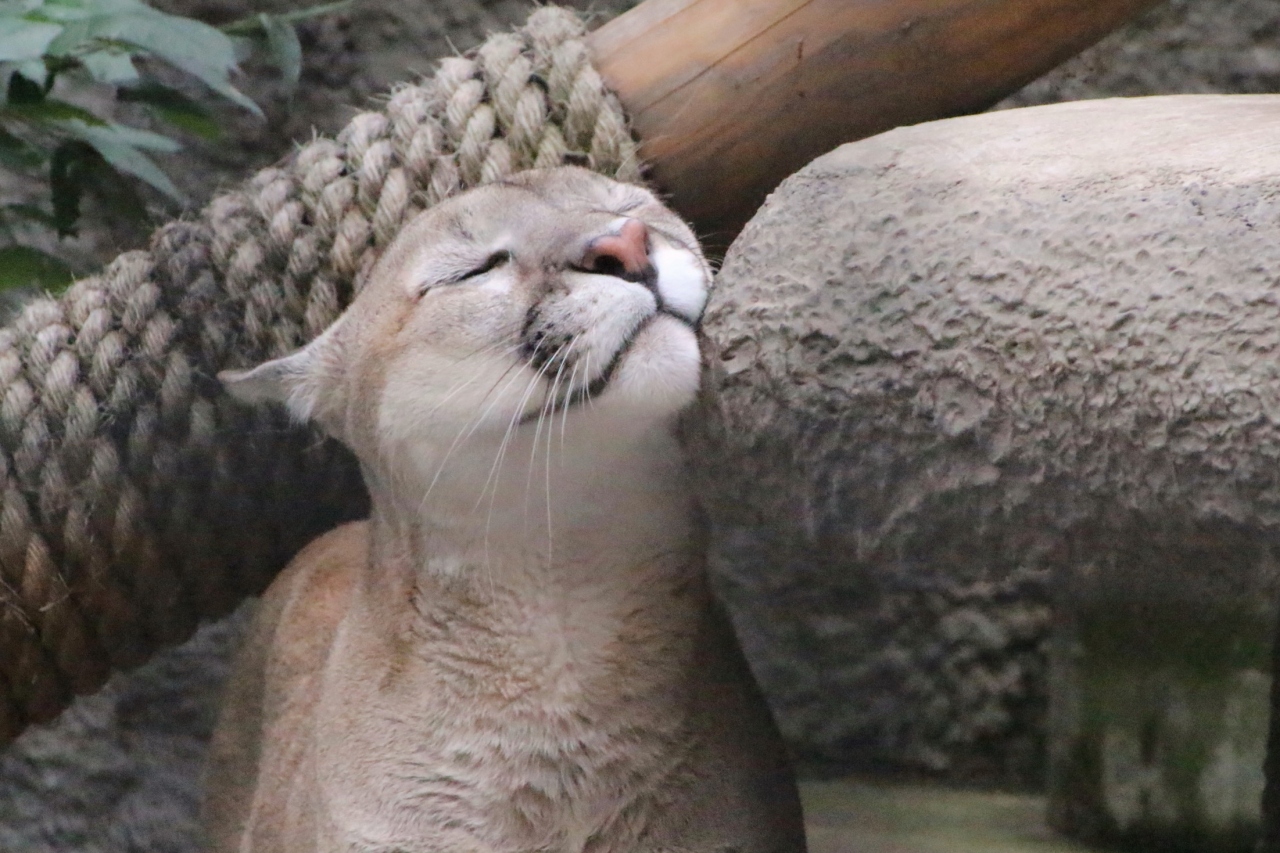 ゆったり楽しもうロシア再訪15年 モスクワとカザン 第９日目 第10日目 モスクワ動物園 ５ その他の動物 たち その２ １日目のつづき １日目に会えなかった子たちに会えた２日目 妙に可愛らしかったナマケグマやピューマなど モスクワ ロシア の旅行記