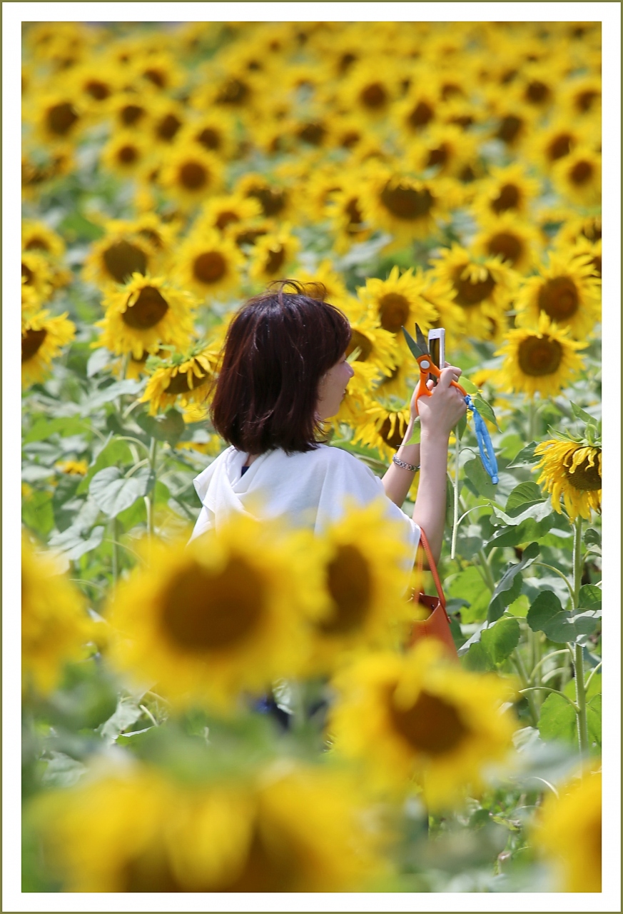 Solitary Journey 1619 三次の夏の風物詩 ひまわりまつり が終了したあとのひまわり畑を訪ねて 君田のひまわり畑 広島 県三次市 三次 広島県 の旅行記 ブログ By Mechagodzilla 703さん フォートラベル Solitary Journey 1619 三次の夏の風物詩 ひまわりまつり が終了したあとのひまわり畑を訪ねて 君田のひまわり畑 広島 県三次市 三次 広島県 の旅行記 ブログ By Mechagodzilla 703さん フォートラベル