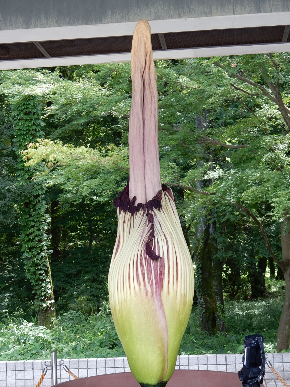 神代植物公園 へ 世界最大の花 ショクダイオオコンニャク を見に 2015 調布 狛江 東京 の旅行記 ブログ By 旅姿さん フォートラベル