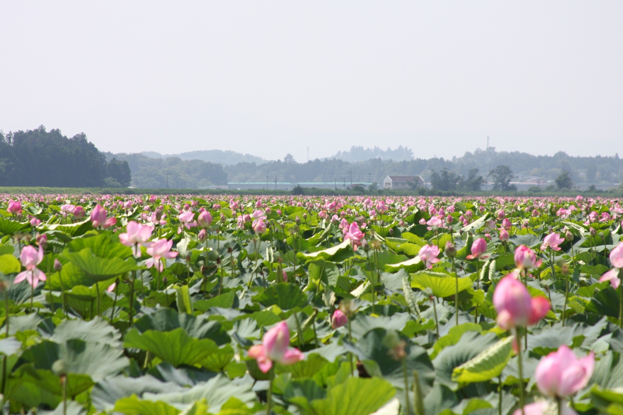 栗原市 伊豆沼ハスまつり 栗駒 栗原 宮城県 の旅行記 ブログ By Mintさん フォートラベル